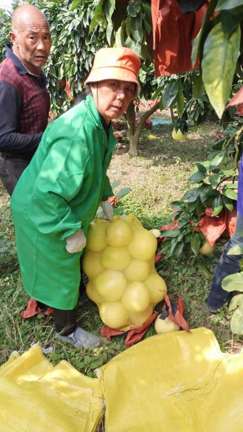 蜜柚红心柚基地大量供应，口感甜适合电商，商超，市场
