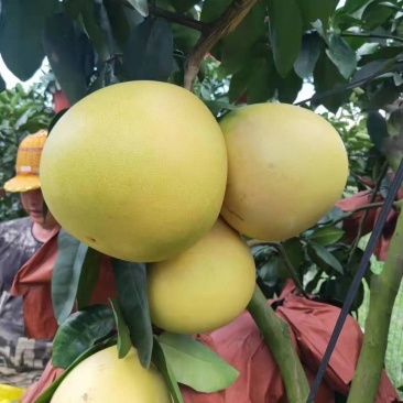 蜜柚红心柚基地大量供应,口感甜适合电商,商超,市场