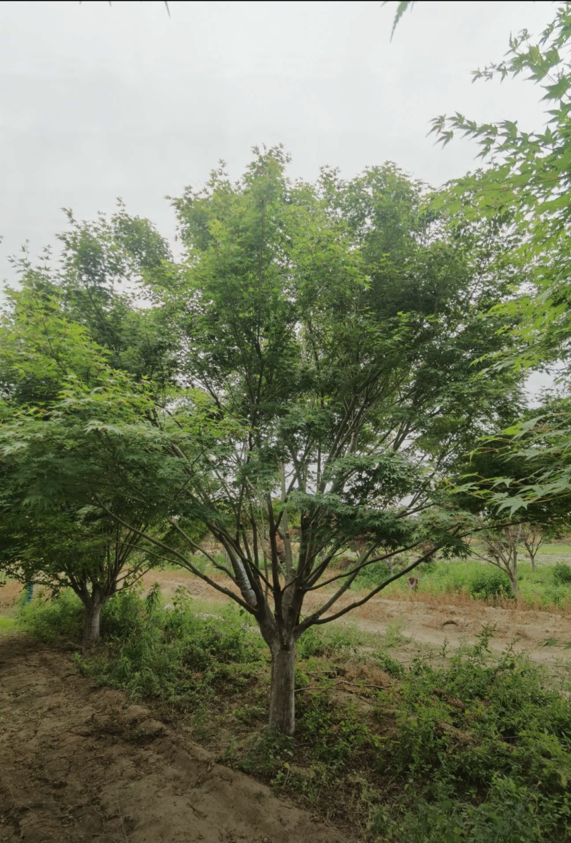 鸡爪槭3/4/5/6/7公分规格齐全大量出售自家苗圃一手
