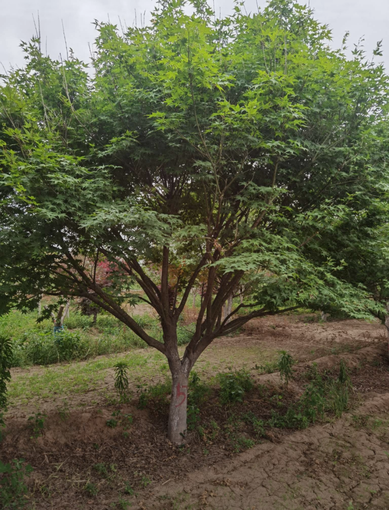 鸡爪槭3/4/5/6/7公分规格齐全大量出售自家苗圃一手