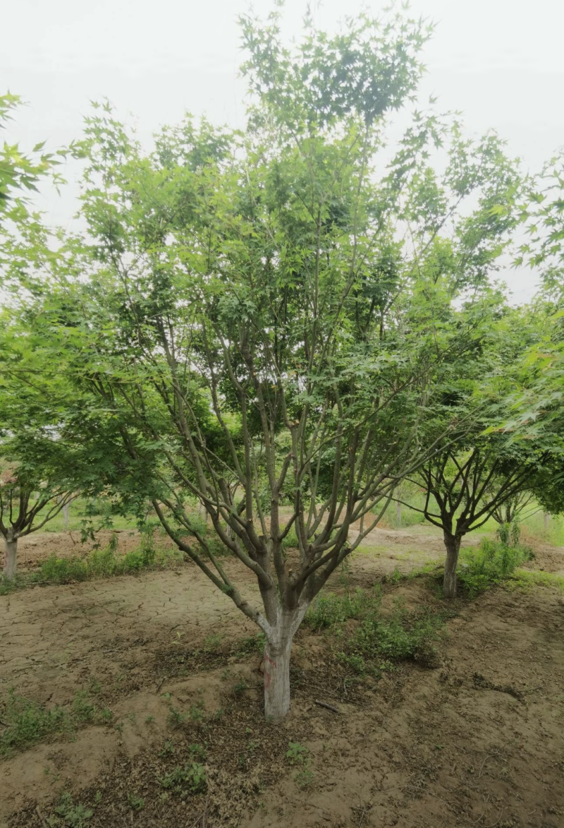 鸡爪槭3/4/5/6/7公分规格齐全大量出售自家苗圃一手