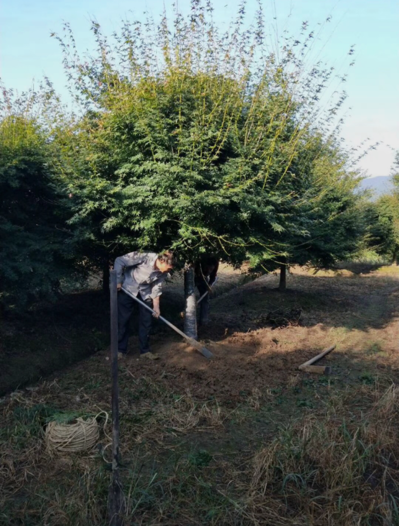 鸡爪槭3/4/5/6/7公分规格齐全大量出售自家苗圃一手