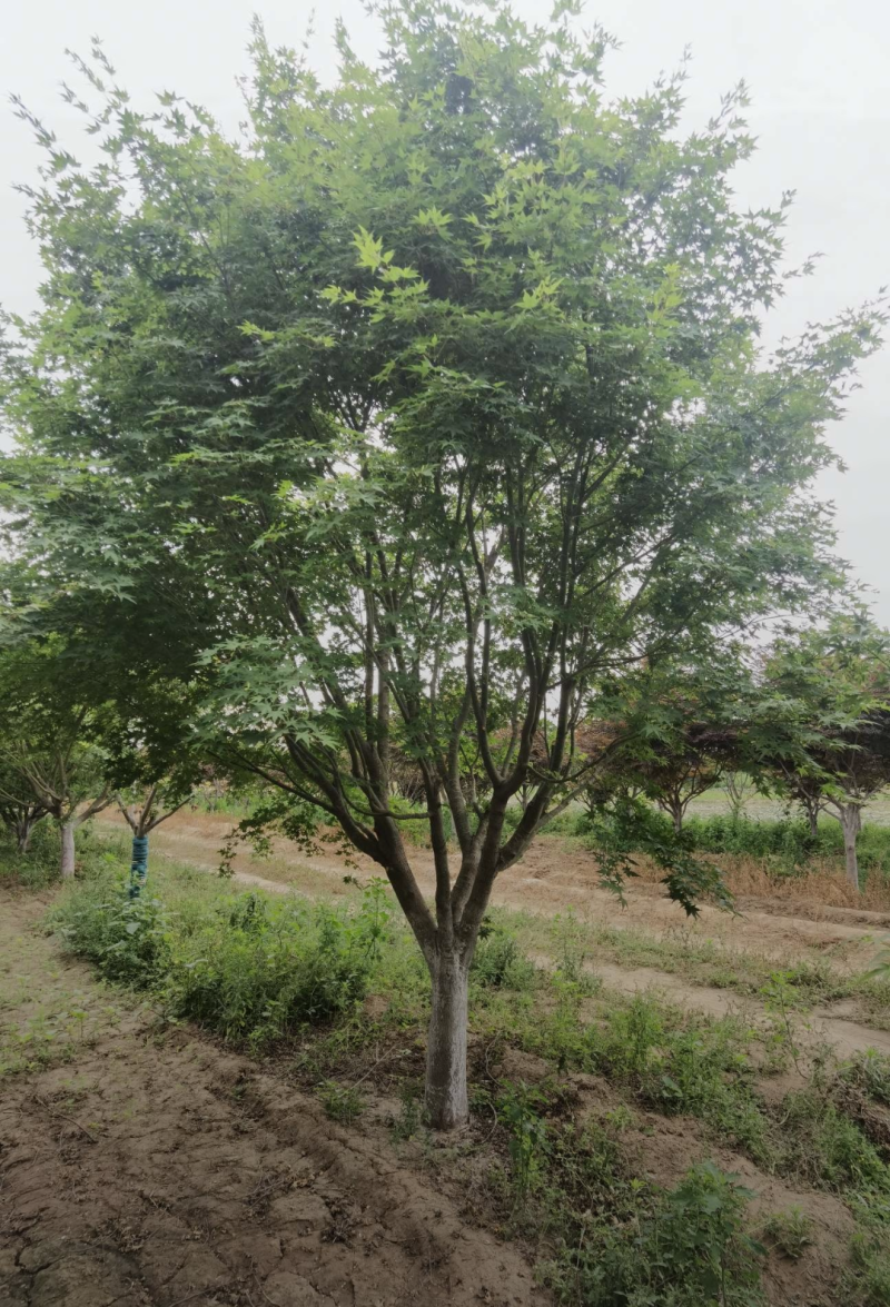鸡爪槭3/4/5/6/7公分规格齐全大量出售自家苗圃一手