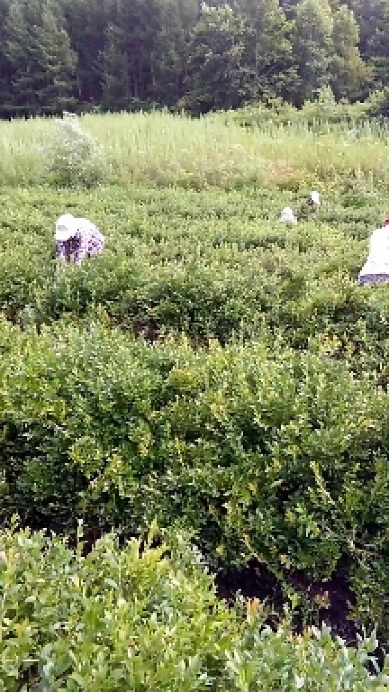自己家的蓝莓树，旺果期蓝莓树，要转型经营给钱就卖