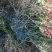 自己家的蓝莓树，旺果期蓝莓树，要转型经营给钱就卖