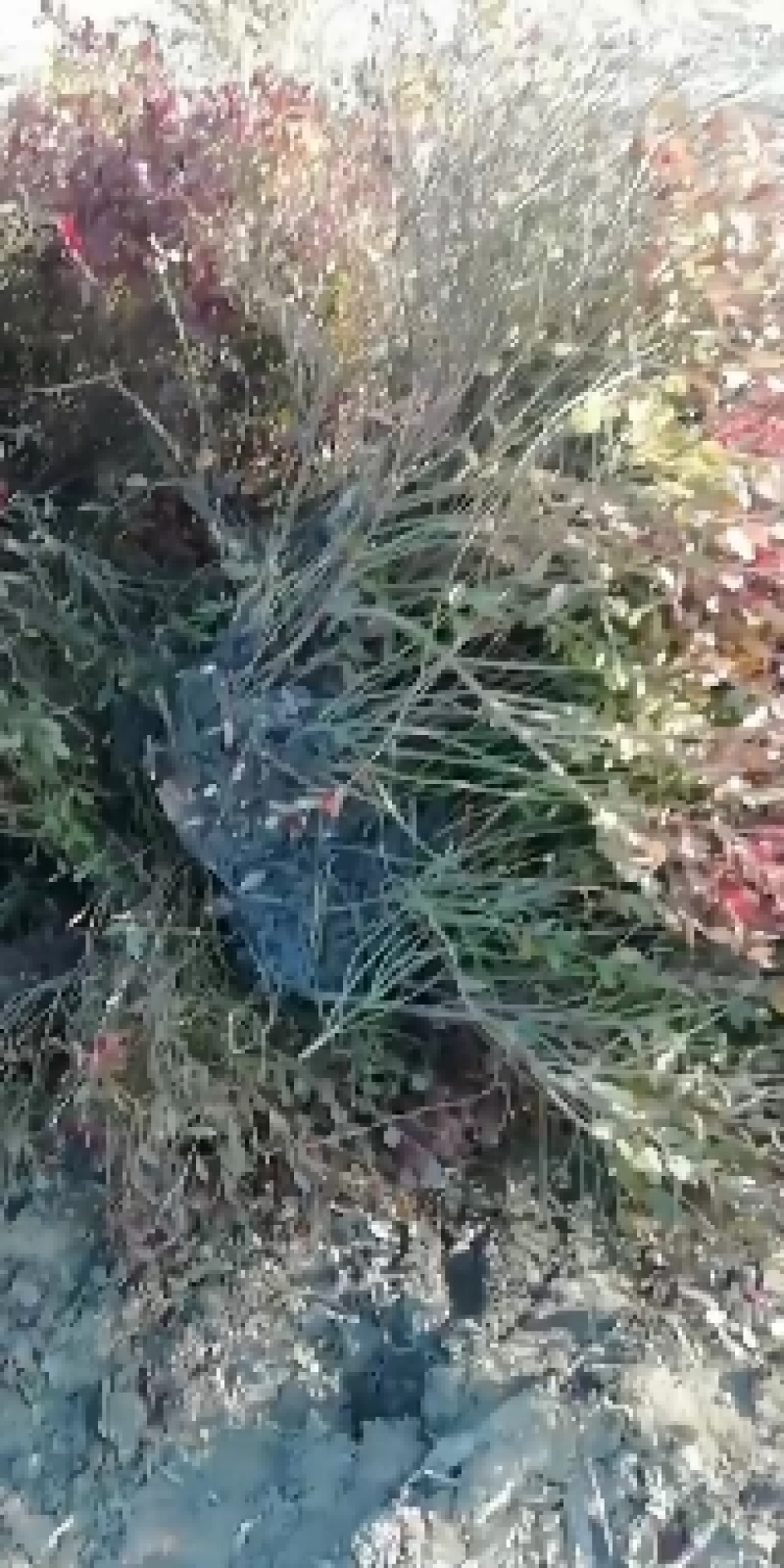 自己家的蓝莓树，旺果期蓝莓树，要转型经营给钱就卖