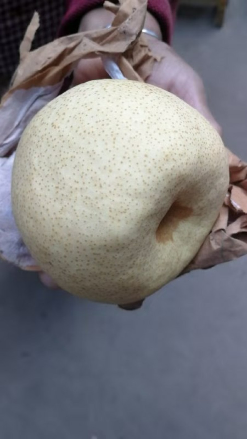 蒲城酥梨已大量成熟上市，果面白果个大，囗感酥甜，核小无渣