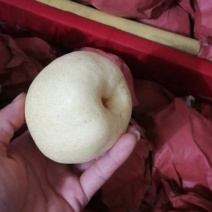 蒲城酥梨已大量成熟上市，果面白果个大，囗感酥甜，核小无渣