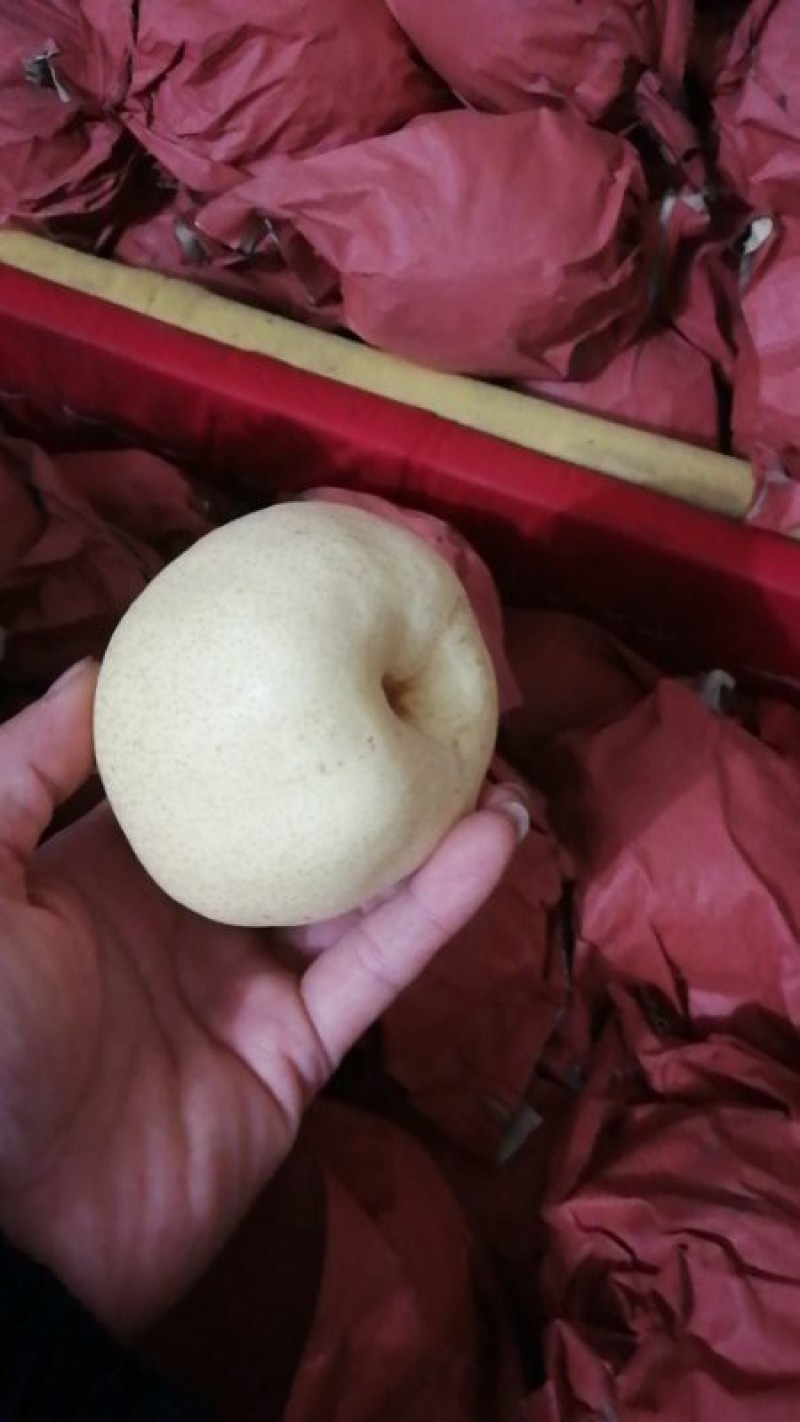 蒲城酥梨已大量成熟上市，果面白果个大，囗感酥甜，核小无渣