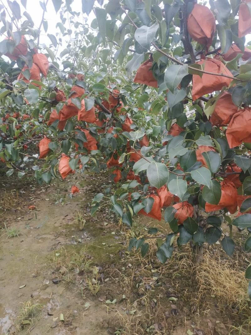 蒲城酥梨已大量成熟上市，果面白果个大，囗感酥甜，核小无渣