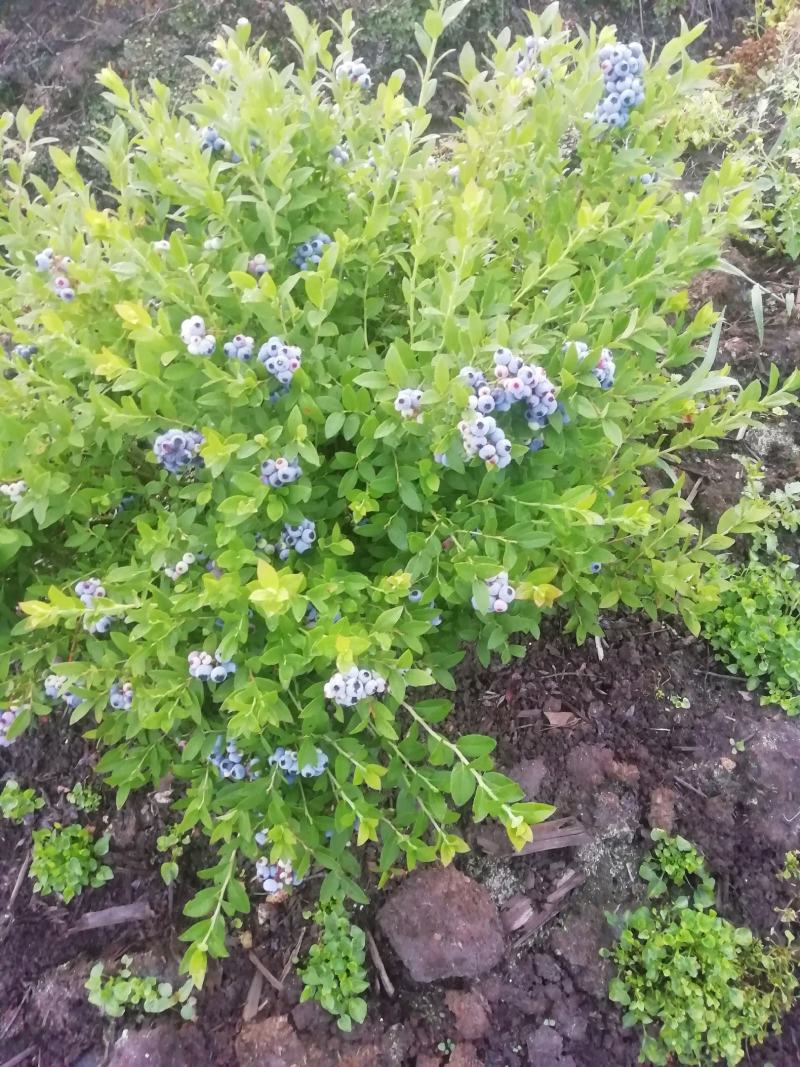 自己家的蓝莓树，旺果期蓝莓树，要转型经营给钱就卖