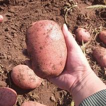 内蒙武川雪川红土豆薯型好品质优红皮土豆大量供应
