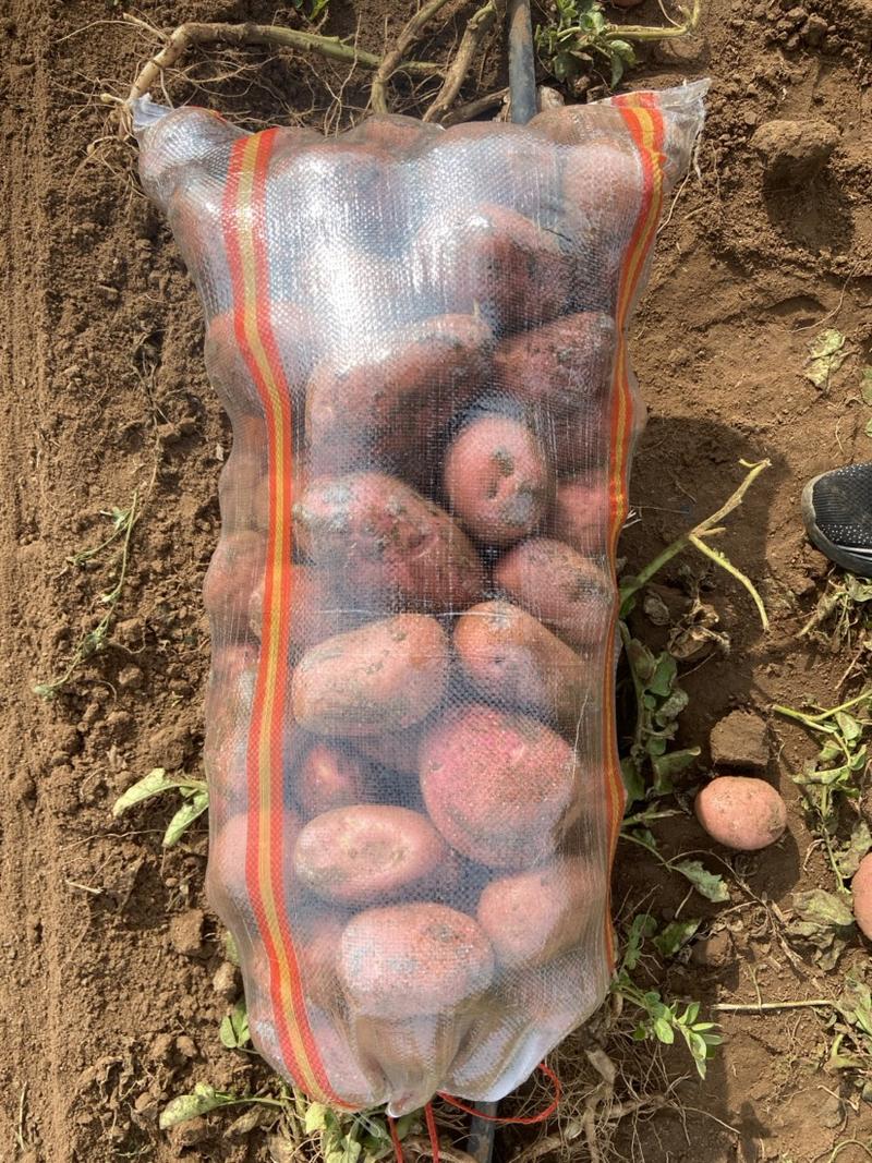 内蒙武川雪川红土豆薯型好品质优红皮土豆大量供应