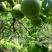 高山老树！正宗江永老树香柚，纯农家肥种植，口感好，糖分高
