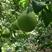 高山老树！正宗江永老树香柚，纯农家肥种植，口感好，糖分高