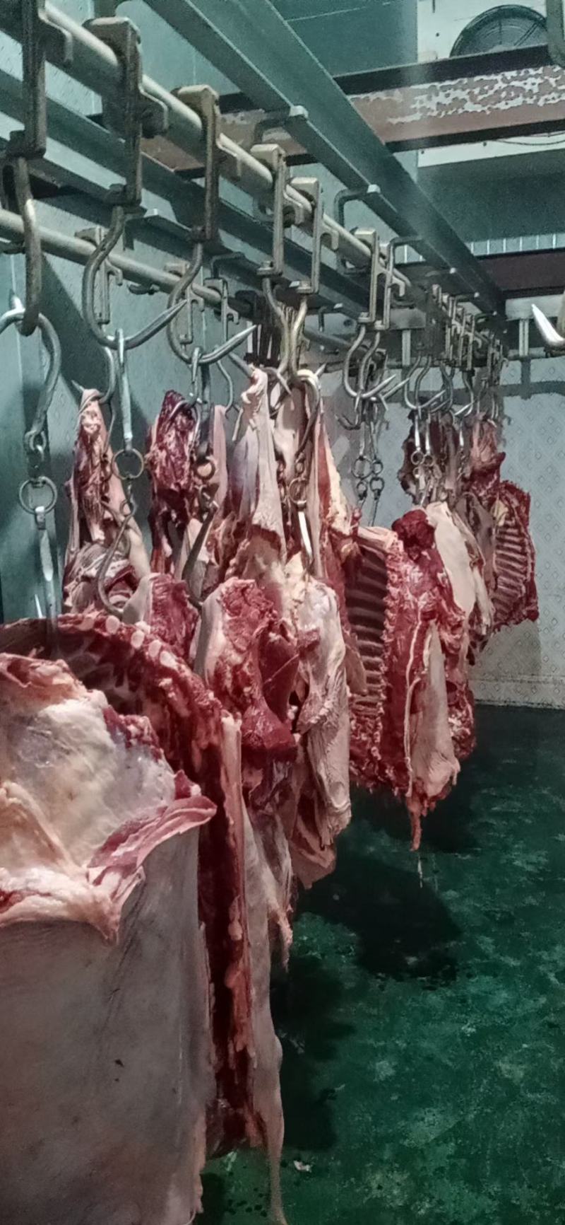 鲜驴肉鲜马肉自贡自养可实地参观选购