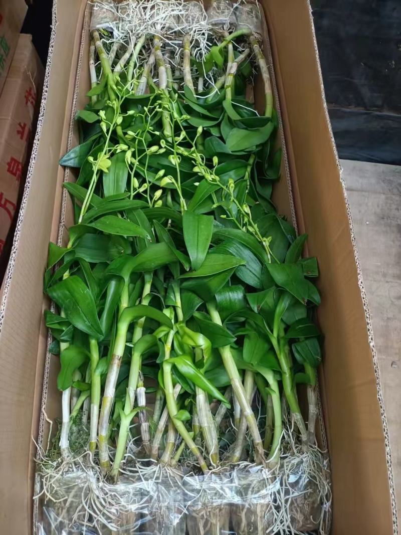 石斛兰青苹果一箱20装，10元/装，状态非常好，基地直发