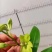石斛兰青苹果一箱20装,10元/装,状态非常好,基地直发