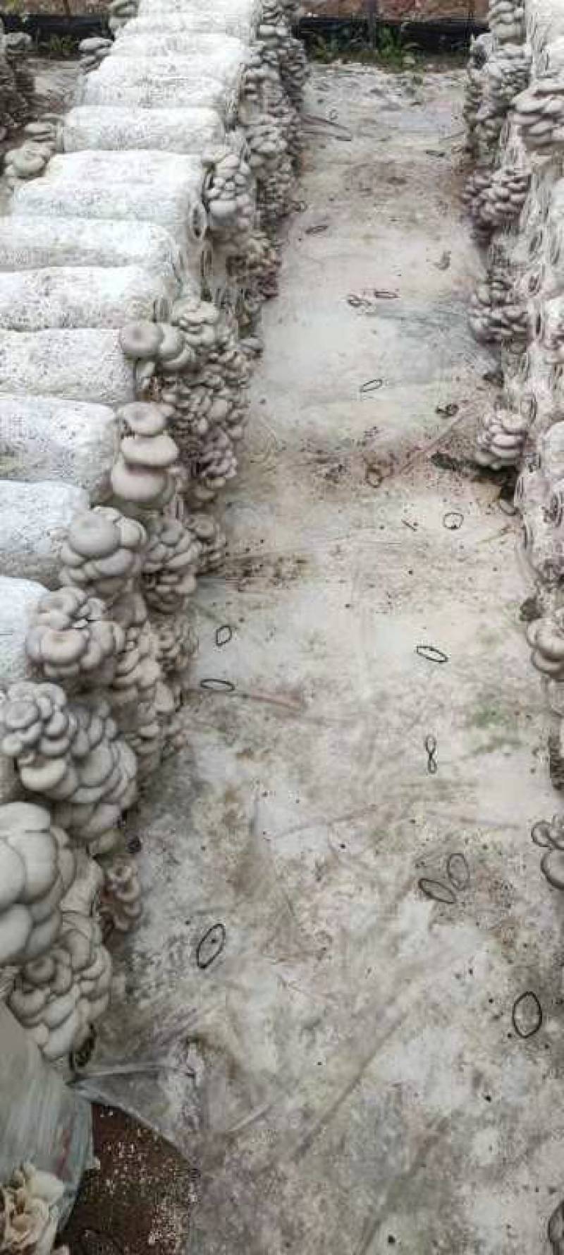 秋菇上市，欢迎新老客户前来考察订购，合作共赢