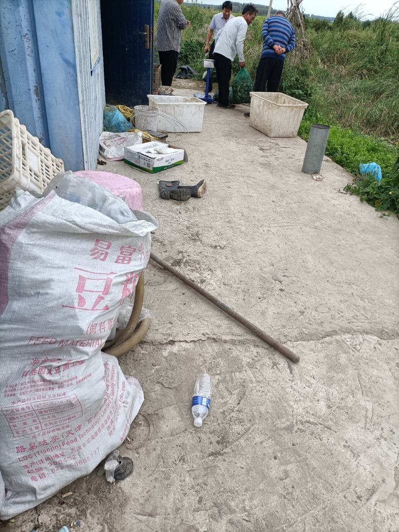 这里是河北唐山，纯正的稻田蟹开始上市了，想吃你就来