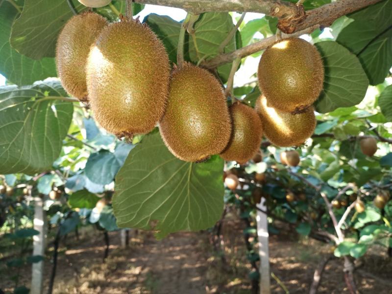 眉县徐香猕猴桃80起步120/130坐庄出库货