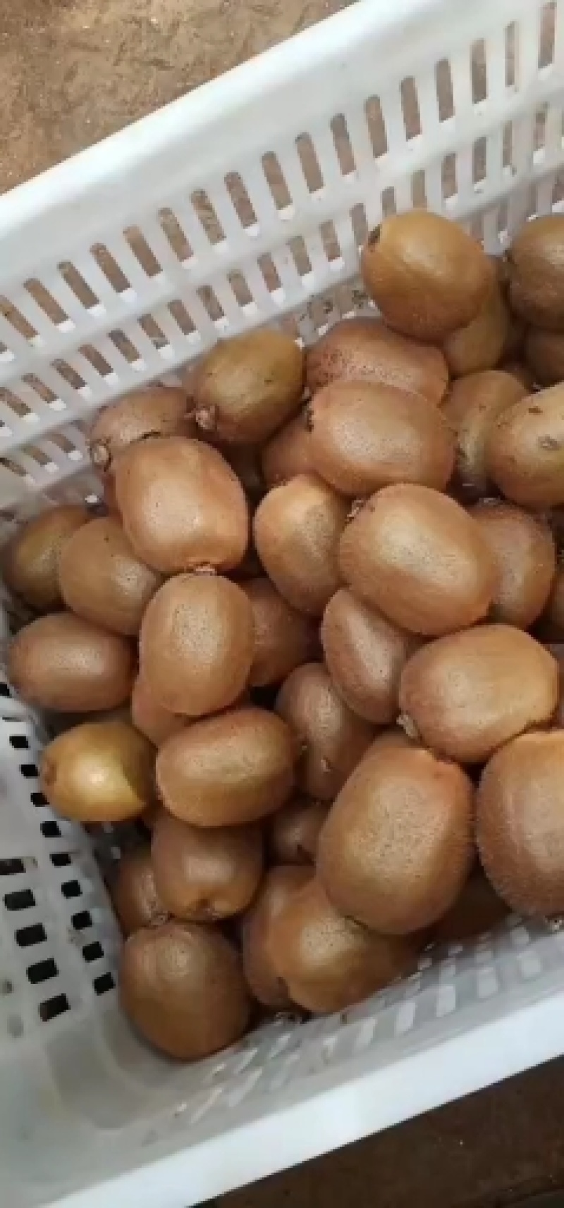 眉县徐香猕猴桃80起步120/130坐庄出库货