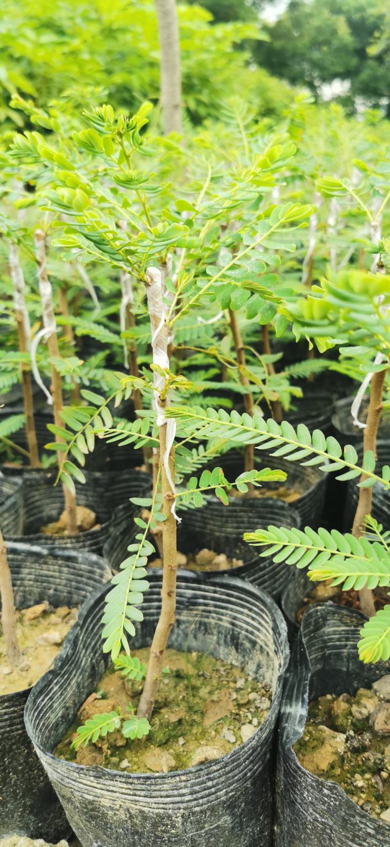 甜种余甘苗油甘苗牛柑果苗直生实生苗嫁接苗袋苗杯苗