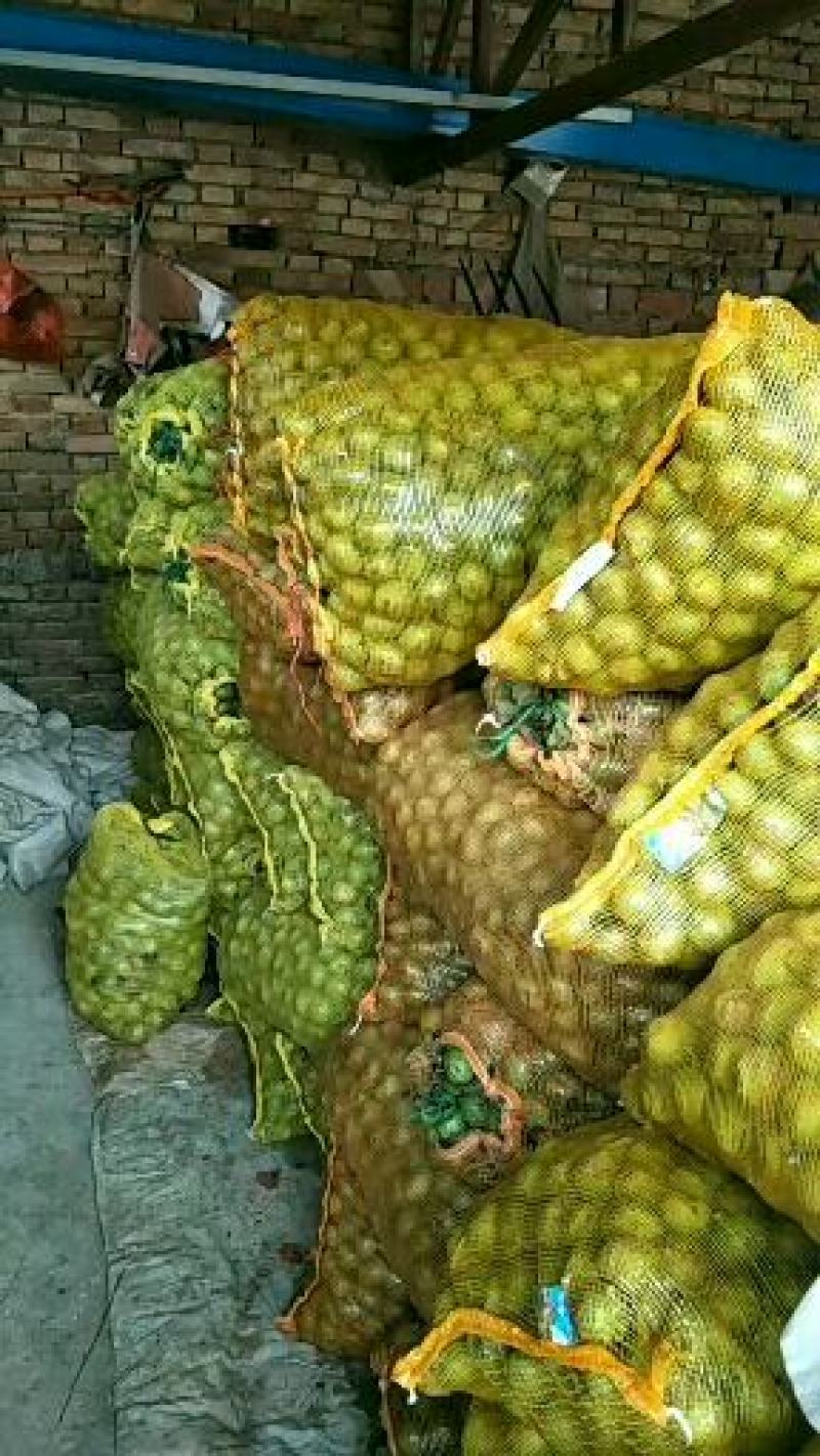 青皮核桃