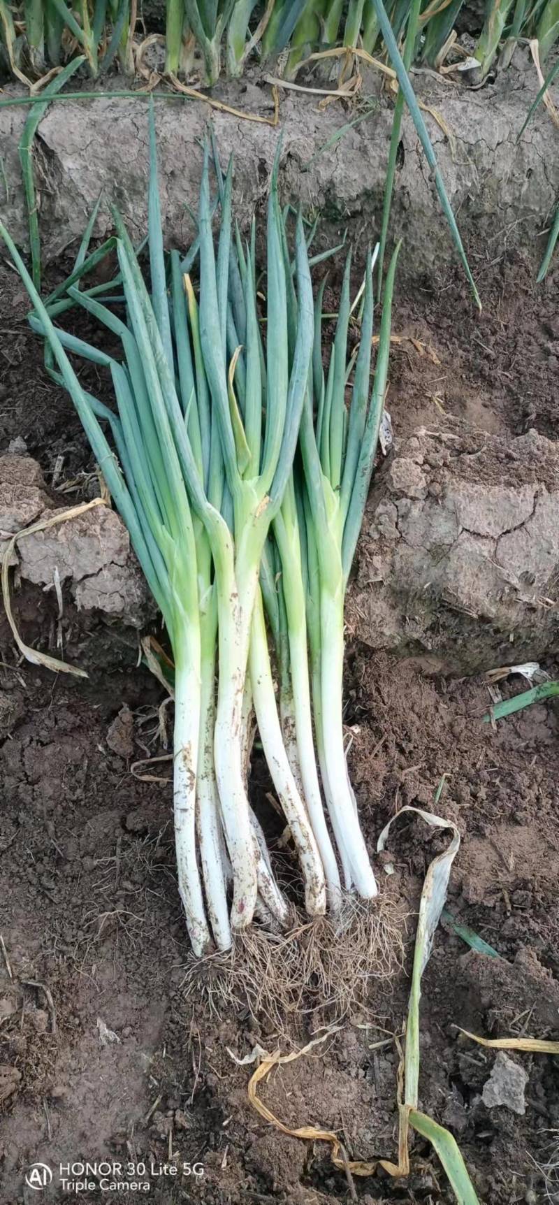 大葱