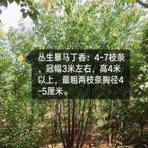 出售丛生暴马丁香高4-5米、四至十枝条、地径4-5厘米。