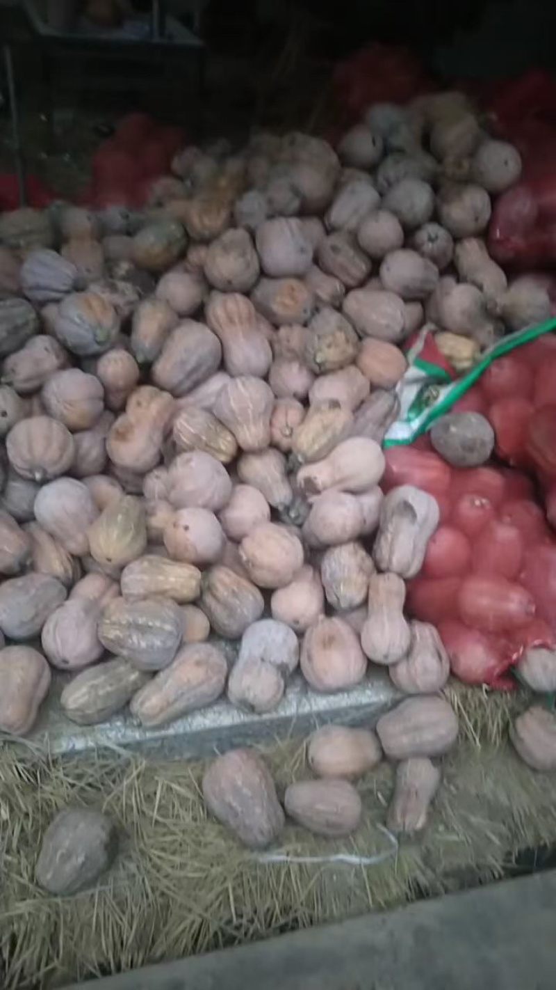 金香南瓜，大量有货，需要的抓紧时间联系