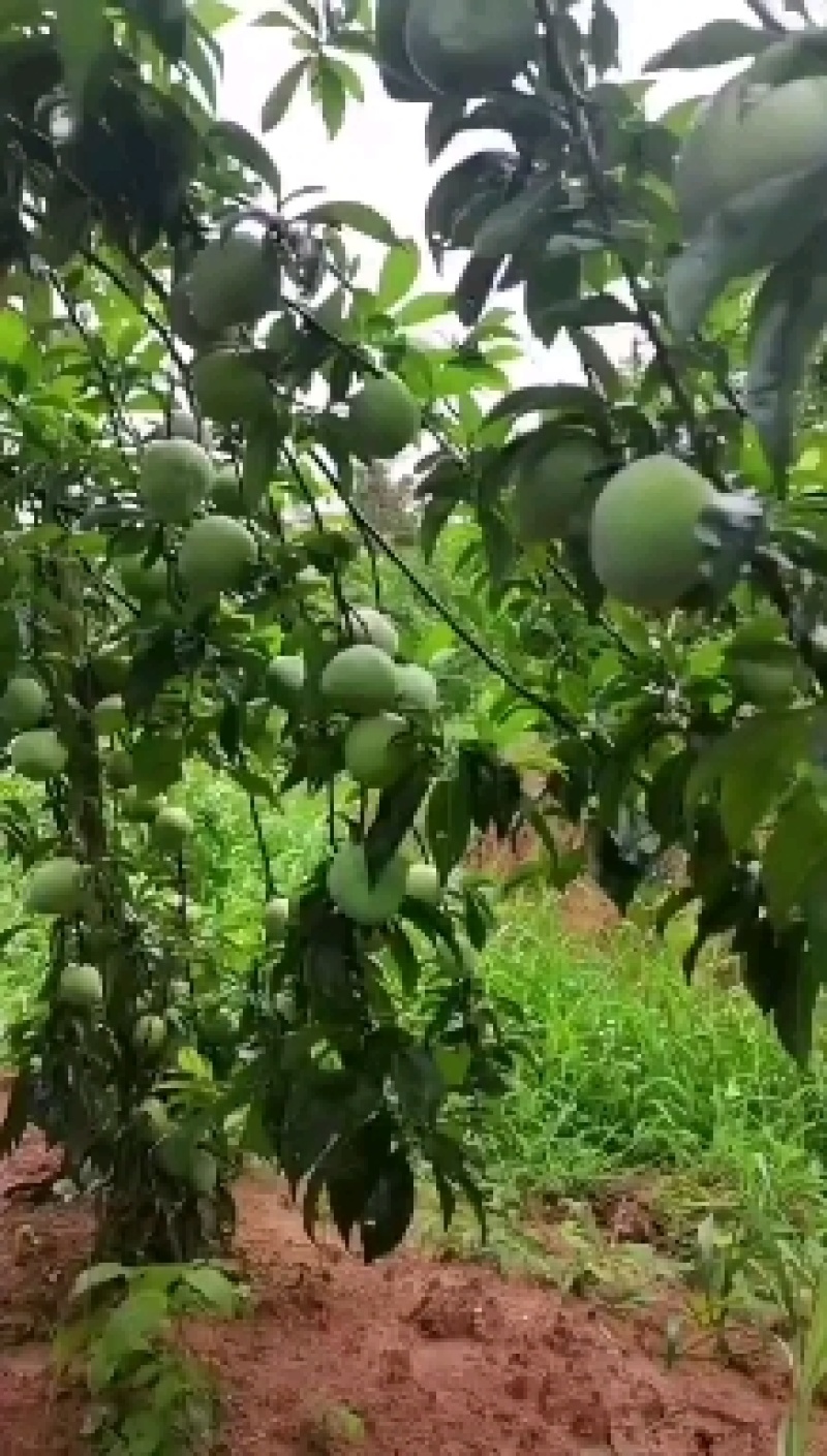 福建古田正宗水蜜桃苗自产自销品种有保证