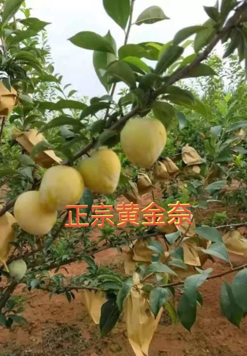 福建古田正宗水蜜桃苗自产自销品种有保证