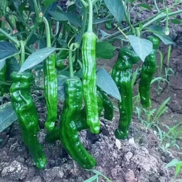 小皱皮，青线椒，螺丝线椒，红线椒，软香辣