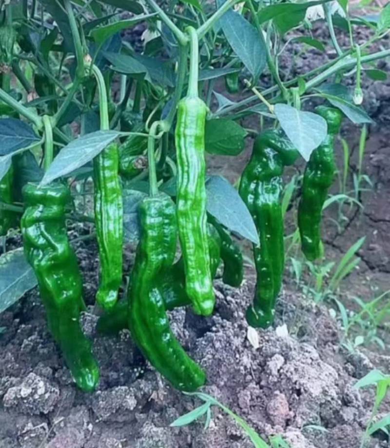 小皱皮，青线椒，螺丝线椒，红线椒，软香辣