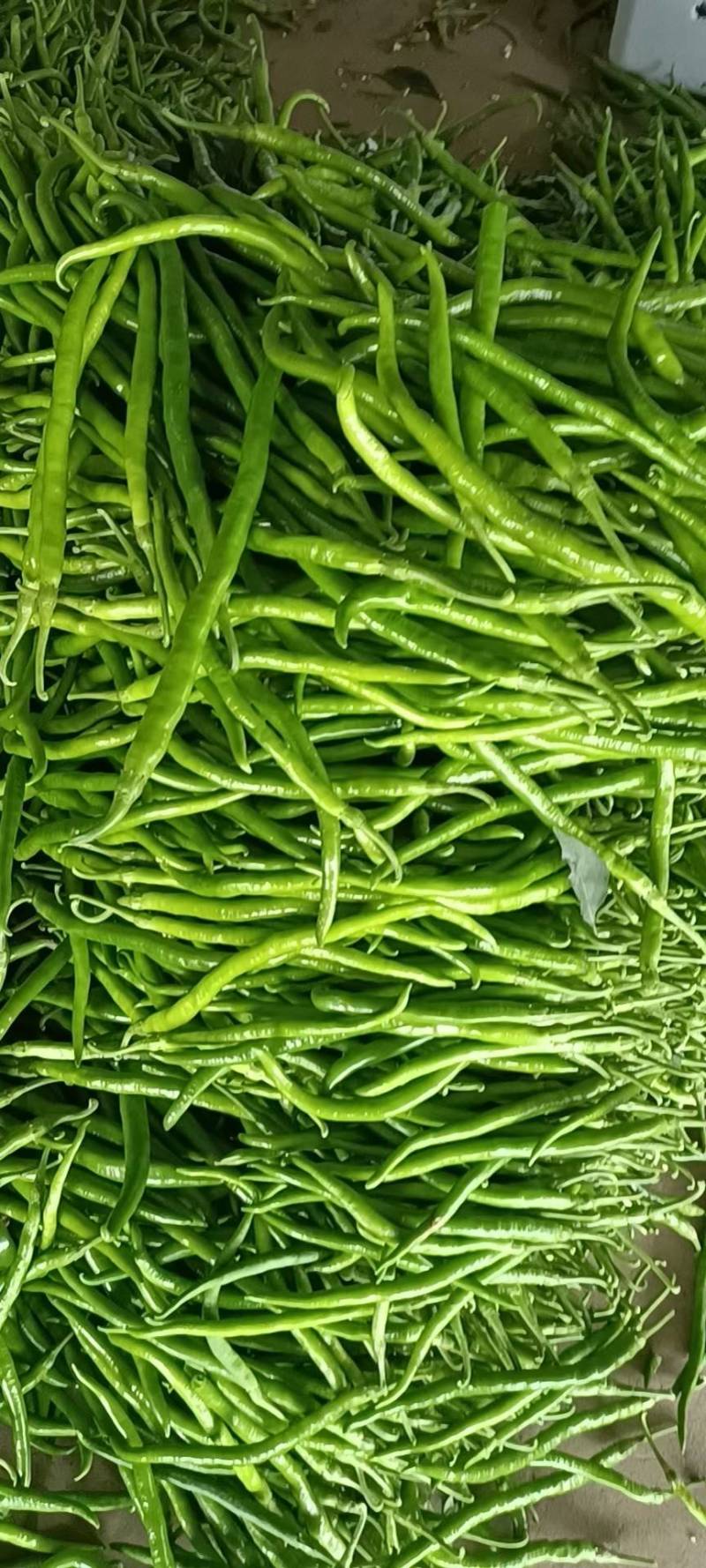小皱皮，青线椒，螺丝线椒，红线椒，软香辣