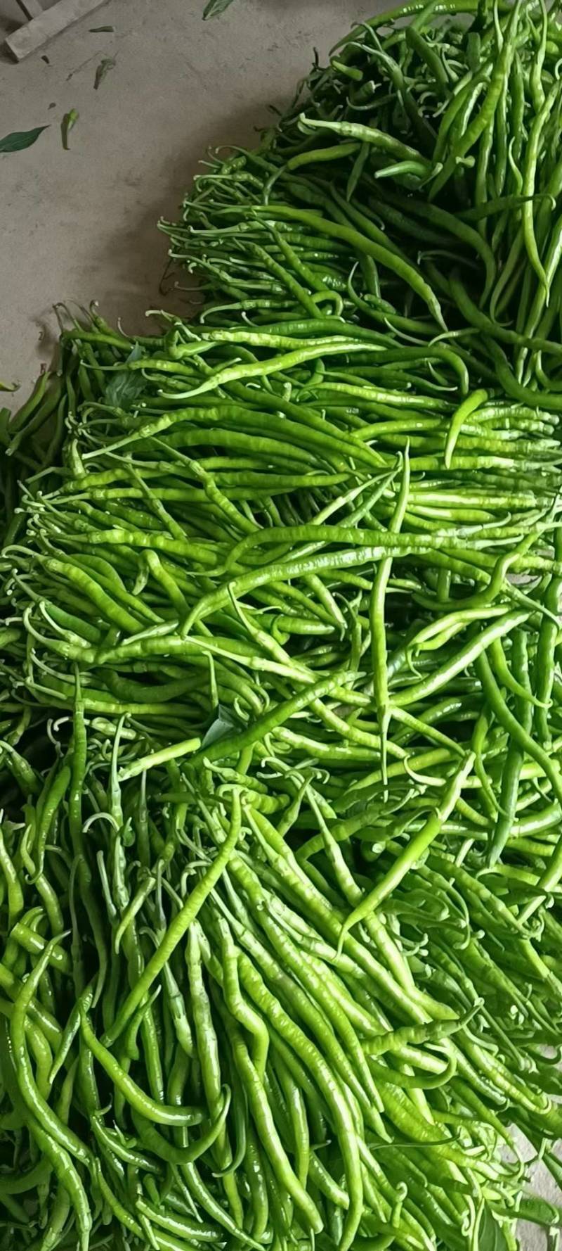 小皱皮，青线椒，螺丝线椒，红线椒，软香辣