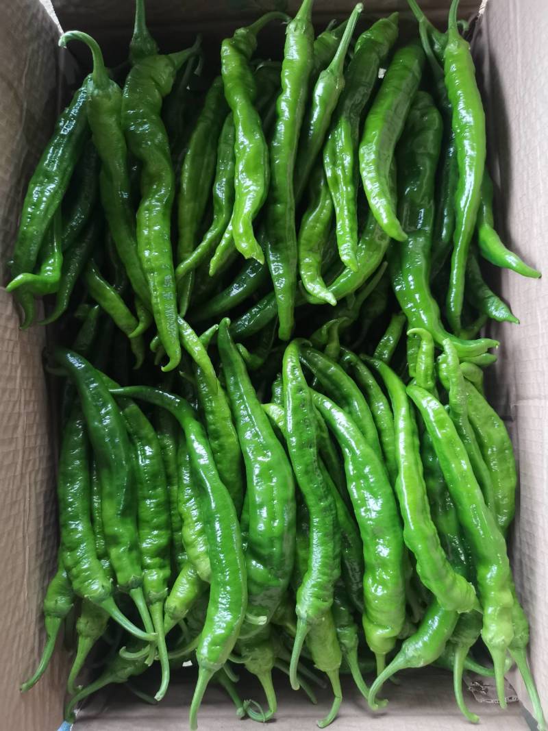 小皱皮，青线椒，螺丝线椒，红线椒，软香辣