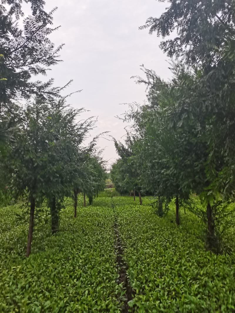 红豆杉，南方红豆杉5-12公分基地直供。