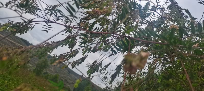 红芪种子新子产地供货技术支持欢迎您选购