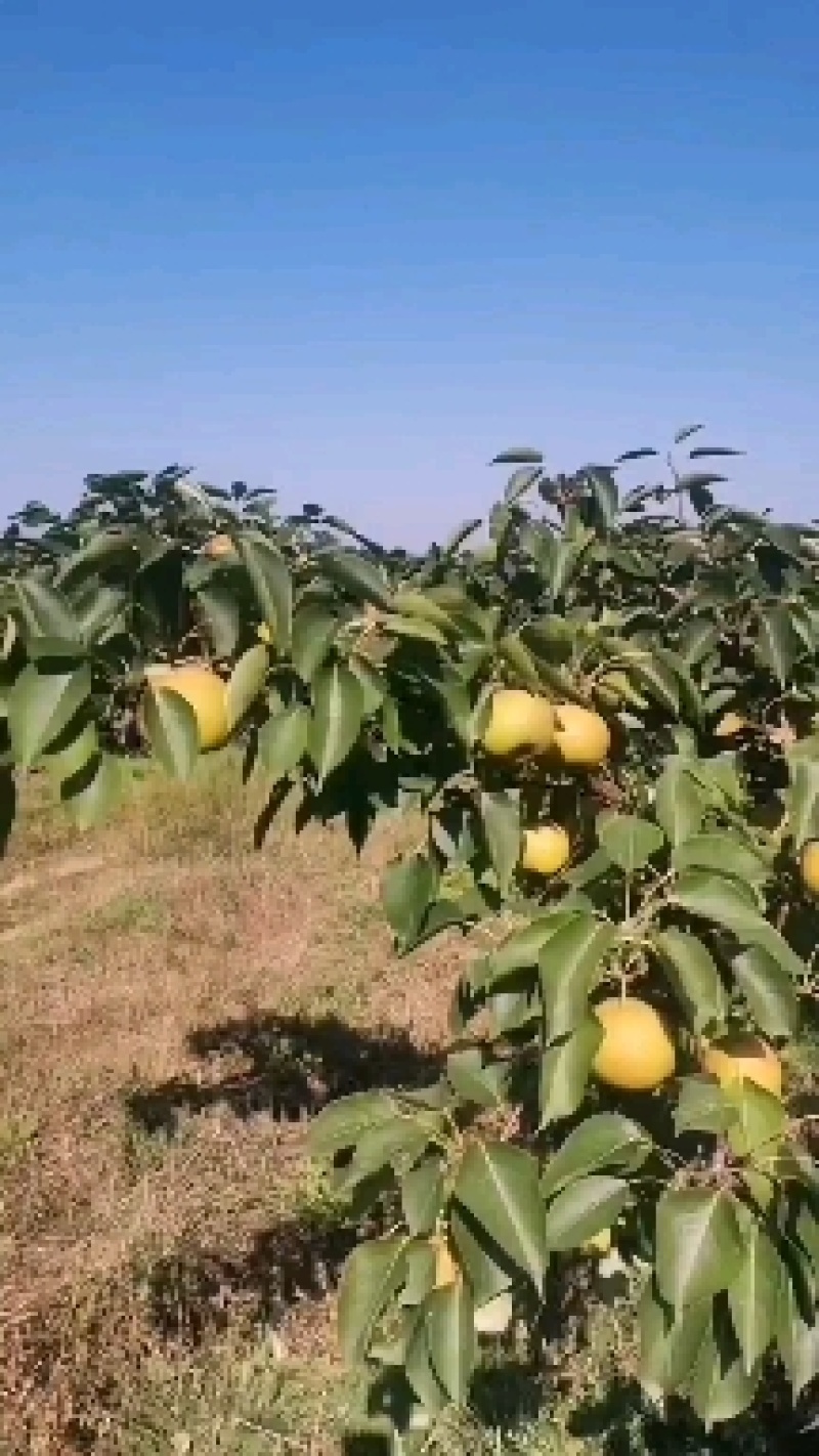 海城接文特产精品南果梨个大皮薄