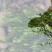 金鱼藻、鱼缸造景、塘口种植、河道治理、进化水质