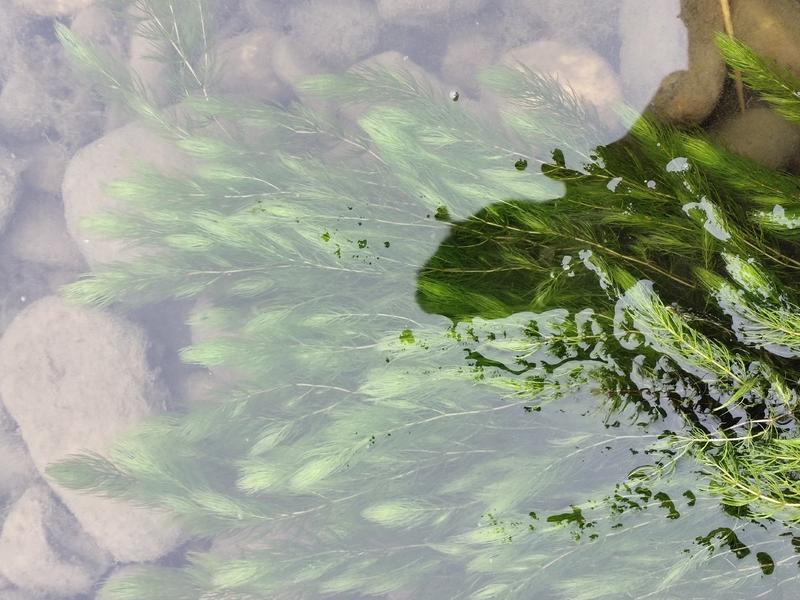 金鱼藻、鱼缸造景、塘口种植、河道治理、进化水质