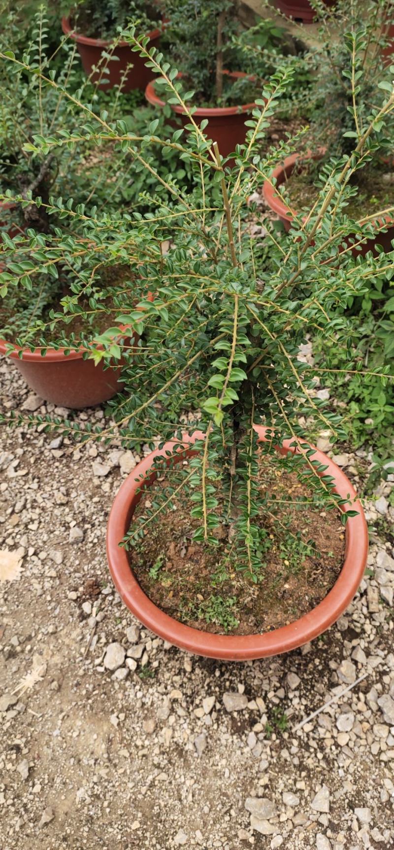 四季常绿盆景，带盆出售，成活率畜