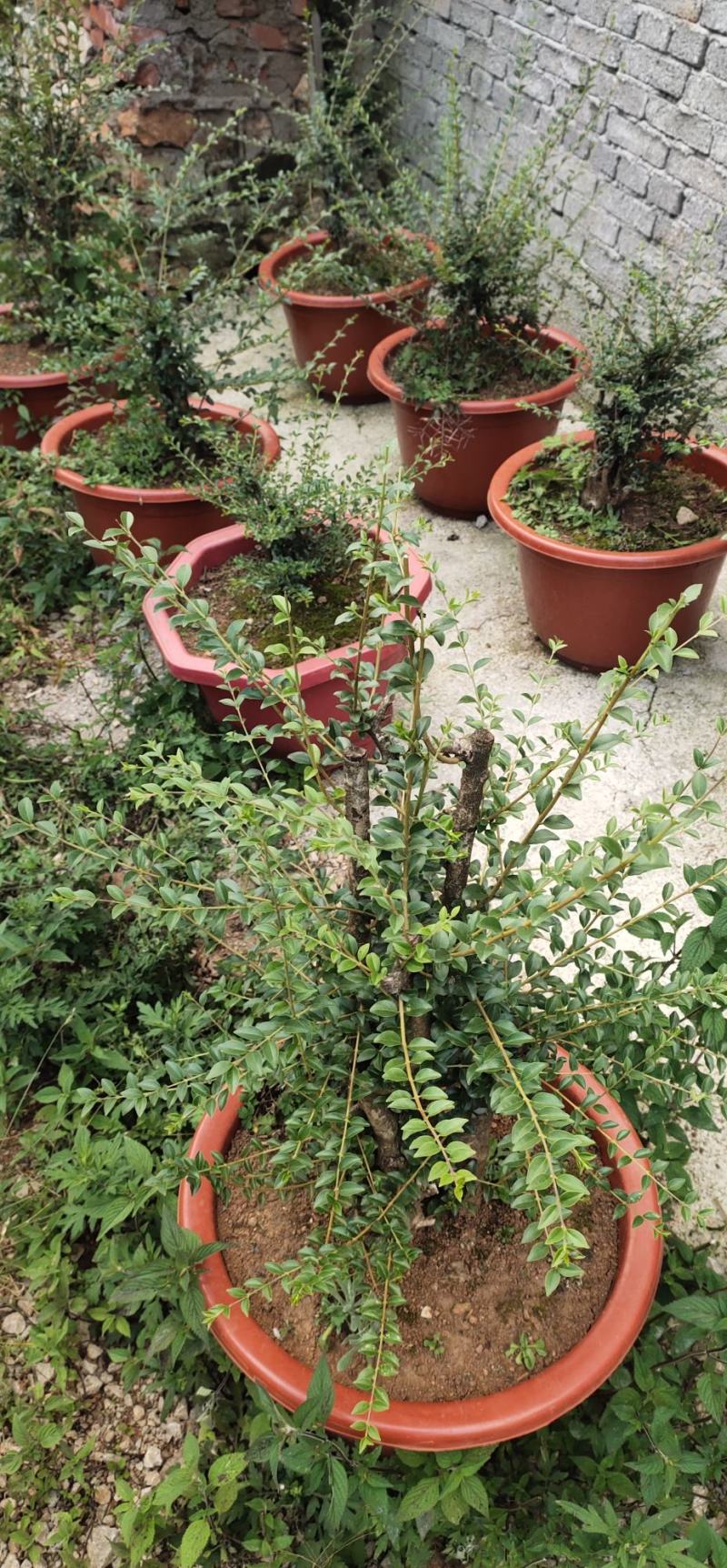 四季常绿盆景，带盆出售，成活率畜