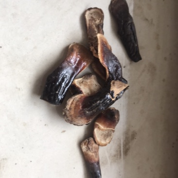 产地种植，山东金边小灵芝微小