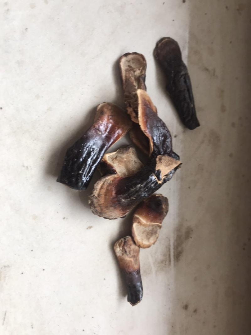 产地种植，山东金边小灵芝微小
