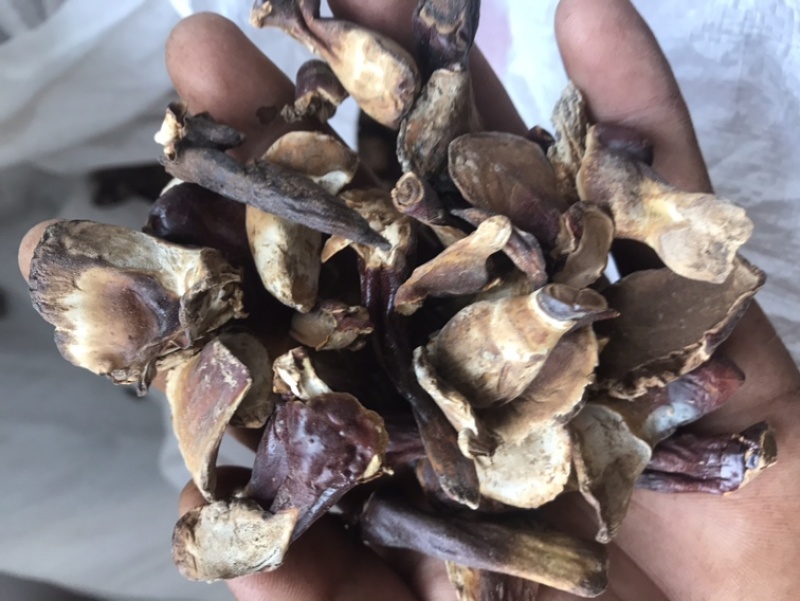 产地种植，山东金边小灵芝微小