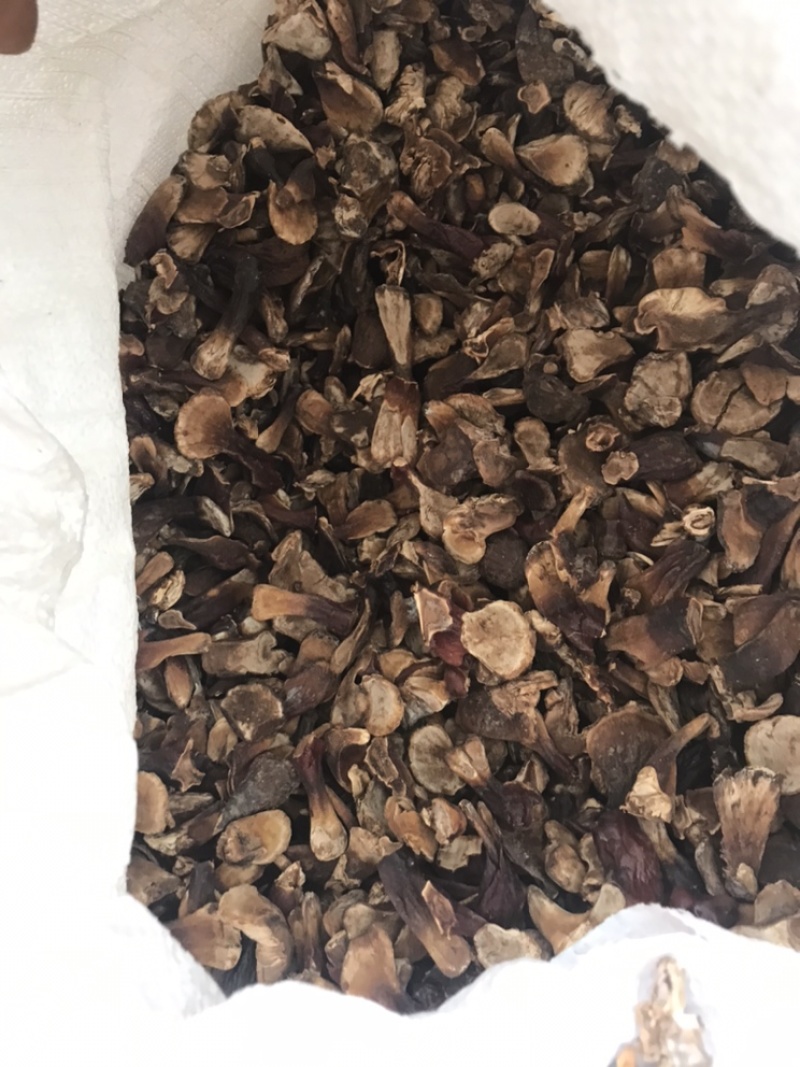 产地种植，山东金边小灵芝微小