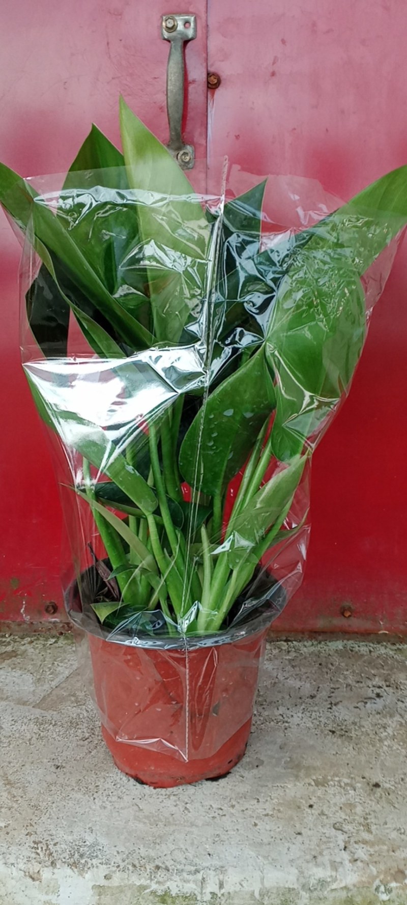 绿植